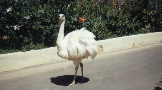 This Thing Ruled The Road!